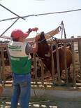 Aplicación de activador ruminal en vacas de producción