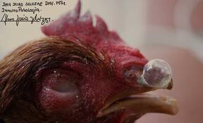 Coriza Infecciosa - Lote gallina roja