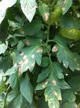 Ataque de Corynespora cassicola en Tomate