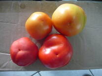 Tomates con Blossom End Rot