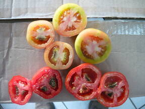 Tomates con Blossom End Rot en corte transversal