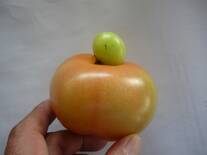 Fruto de tomate con un fruto emergiendo