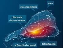 how important of liver health on the cow