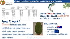 a new way to solve the sea lice problem on salmon industry
