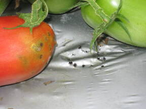 Tomates con Daño por Gusano de Alambre