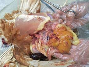 Síndrome del hígado graso en avicultura