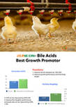 Los ácidos biliares son el mejor promotor del crecimiento de los pollos de engorde.
