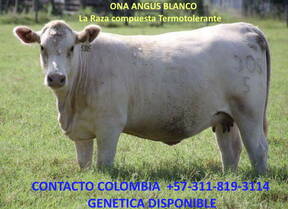 305 vaca  Angus Blanco 2 años parida