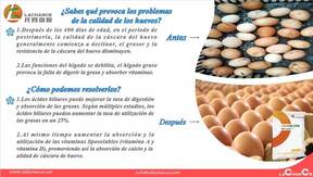 Los ácidos biliares mejoran la calidad de huevos