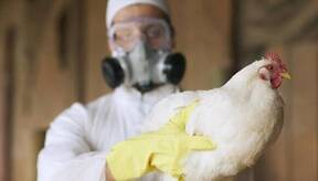Gripe Aviar Virus descubierto