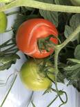 Ruptura de Frutos de Tomate Verdes y Maduros