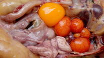 Inflamación en ovulos