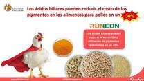 Los ácidos biliares pueden reducir el costo de los pigmentos en los alimentos para pollos en un 30%