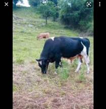 Disponible 3 becerros para sacrificar.