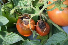 Alternaria Solani atacando peduculo y base del fruto de tomate