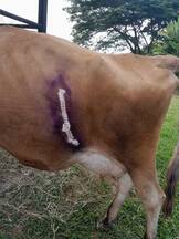 Termino de la cesarea en una vaca jersey por distosia