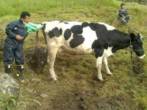 I.A Holstein