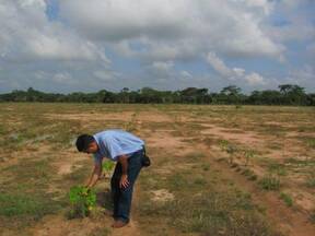 Fotos siembra cultivo de Jatropha Curcas en Bosconia y El Paso Cesar