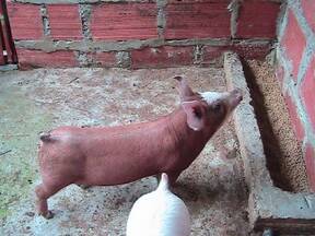 cerdos en Manizales,Colombia