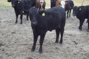 Toros Producidos en Liag " Finca Tolloche"