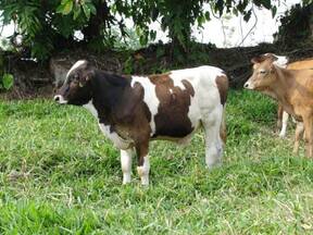 Becerra lechera Tricross Gyr Lechero/Holstein/ Simmental Fleckvieh