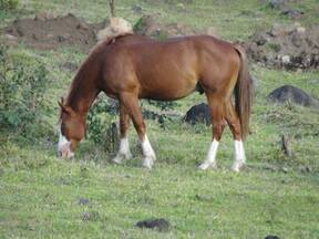 Potro Cuarto de Milla de 25 meses, registrado en Americn Quarter Horse Association