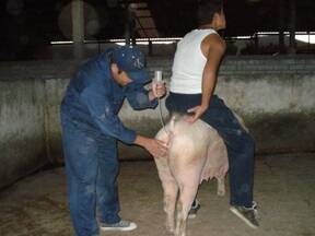 Inseminando cerda