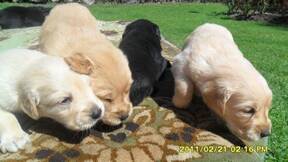 cachorros de un més a la venta en Bogotá Colombia llamar al 3138699622