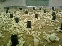 Nave de producción de polla blanca