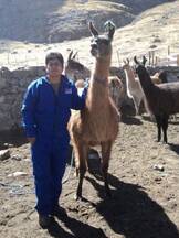 Camelidos Sudamericanos-Huancavelica-Perú