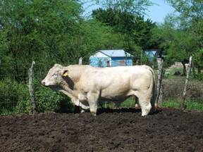 La Leona CHarolais