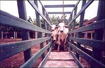 Embudo de acceso o retiro, en explotación bovina.