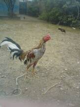 Cria de gallos finos Loja-Ecuador