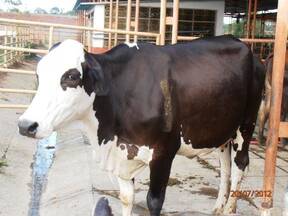 F1 brahman x holstein. 22 litros/dia en pico