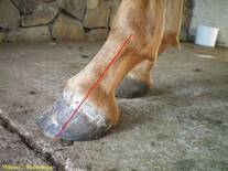 Multiherrajes en caballos
