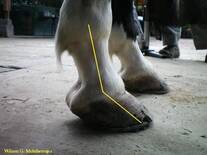 Multiherrajes en caballos