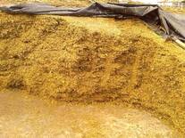 Fermentación en silo de maíz