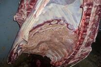 Tuberculosis en bovinos