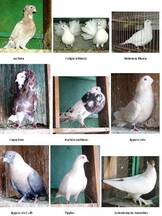 palomas de raza 2