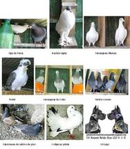 palomas de raza 3