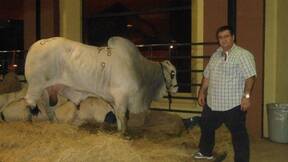 toro puro brahman