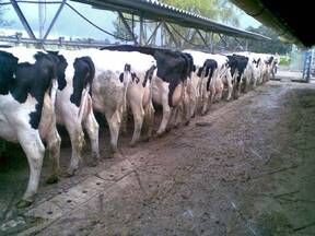 La Indiana 9000 litros / vaca. Pastoreo y PMR