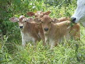 hijas de warrior