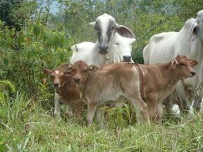 hijas de warrior