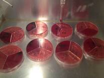 Uso e interpretación del análisis bacteriológico en estanque lechero (BTA)