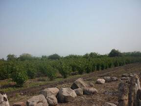 Plantación de J. curcas en Michoacán, México