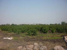 Plantaciones de J. curcas, Michoacán, México