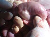 Intususcepcion en corrales de engorda