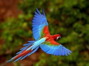 Mis aves favoritas