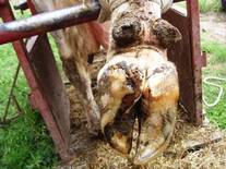 Vaca desvasada con taco ortopédico